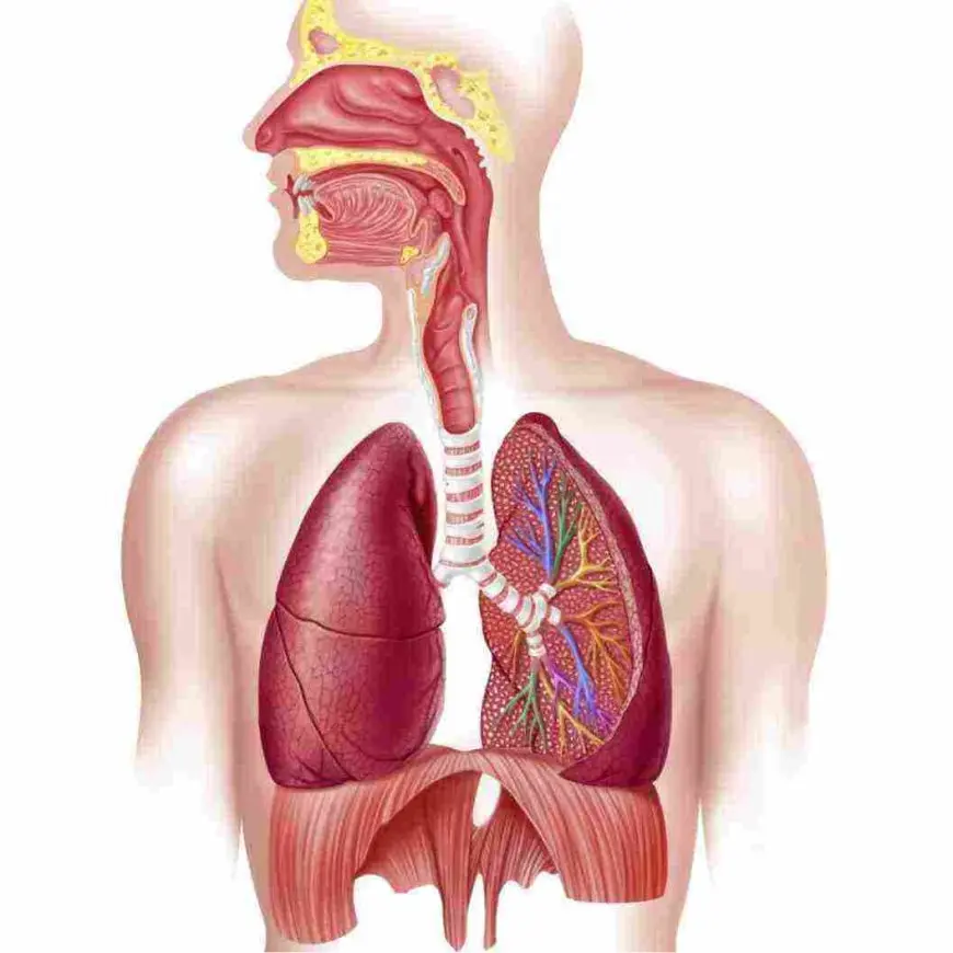 الية التنفس عند الانسان