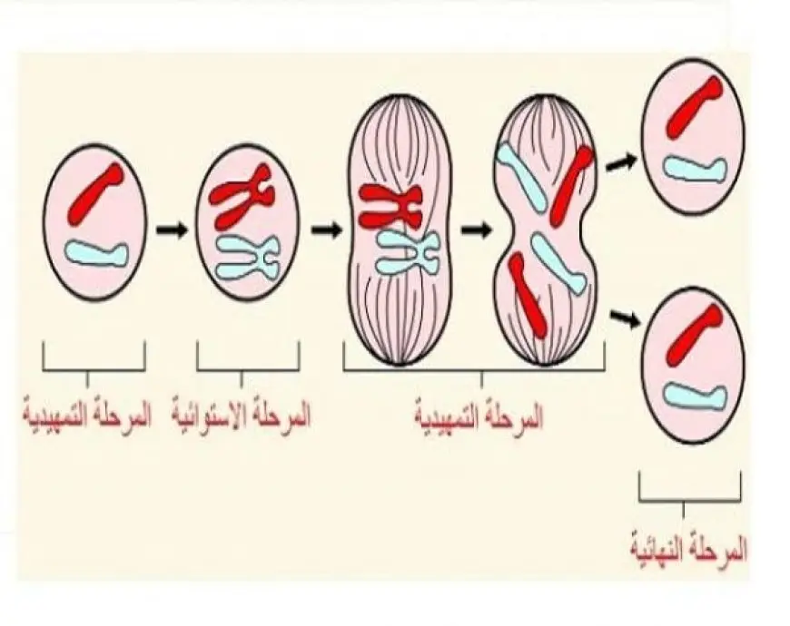 مراحل الانقسام المتساوي في الخلية النباتية