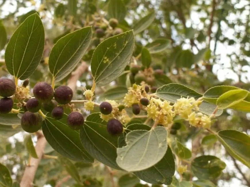 فوائد شجرة السدر في البيت