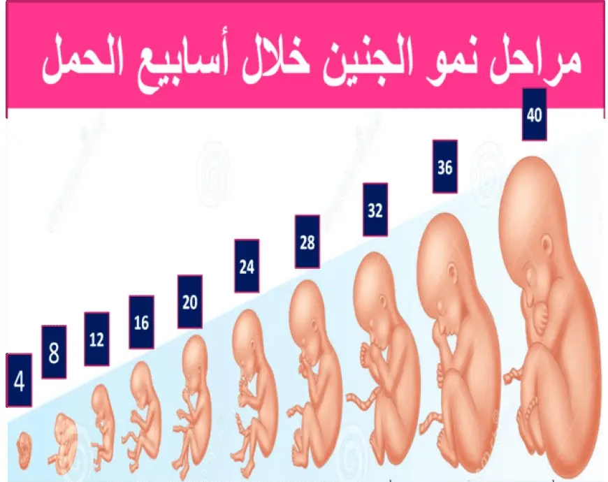 حجم الجنين في الشهر الخامس بالصور