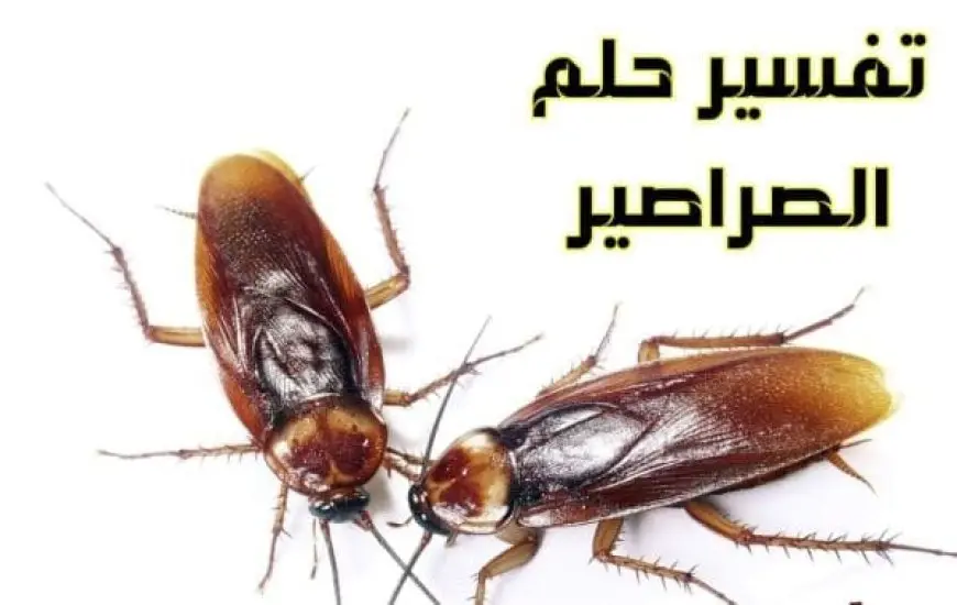 تفسير حلم الصراصير في الحمام في المنام